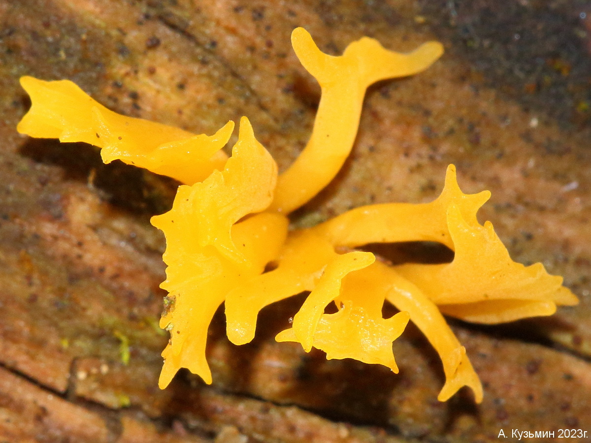 Calocera furcata