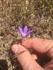 Brodiaea