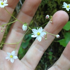 Micranthes marshallii