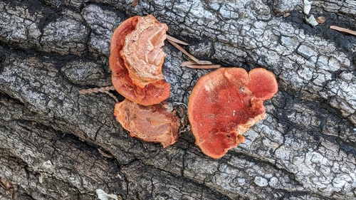 Trametes coccinea