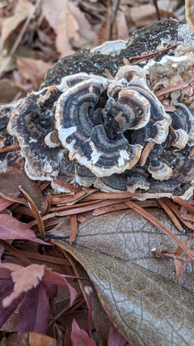 Trametes versicolor