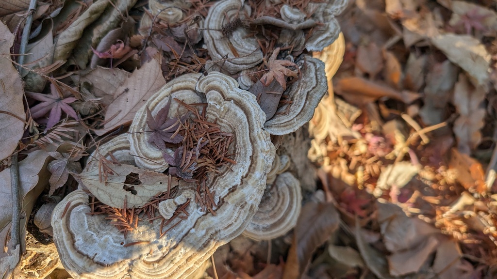 Trametes betulina · December 2023 · photo: © atsushi_nakajima_cirque (iNaturalist, cc-by)