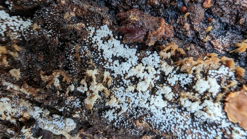 Henningsomyces candidus