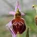 Ophrys argolica - Photo (c) Pasquale Buonpane, some rights reserved (CC BY-NC), uploaded by Pasquale Buonpane
