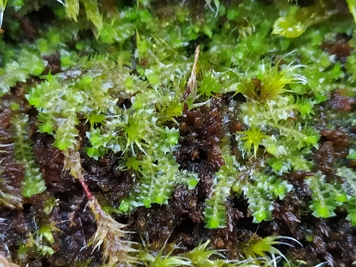 Lophozia silvicola