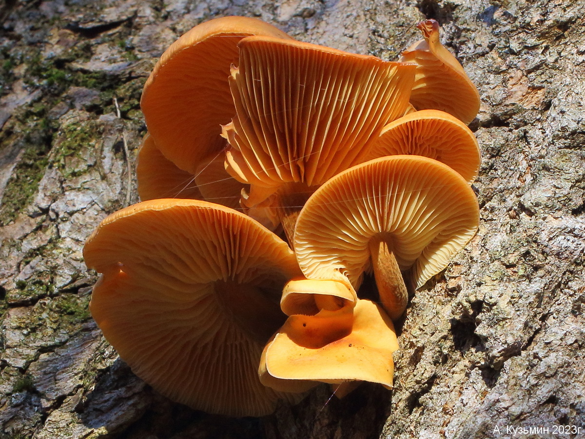 Flammulina populicola