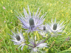 Eryngium alpinum