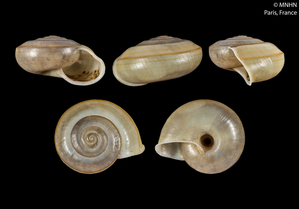 Burmochloritis remoratrix