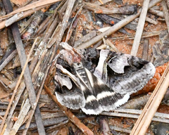 Drasteria grandirena