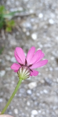 Silene cretica