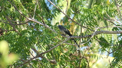 Phaenicophaeus viridirostris