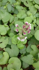 Petasites pyrenaicus