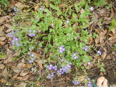Phacelia patuliflora