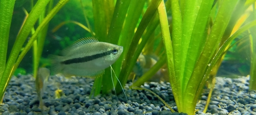Honey dwarf gourami (Trichogaster chuna) — Osphronemidae