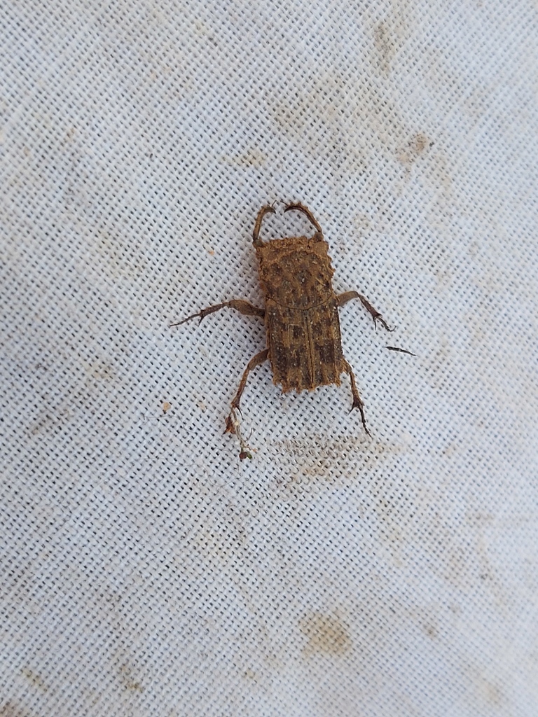 Cyptochirus trogiformis