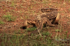 Varanus albigularis