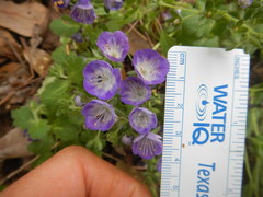 Phacelia patuliflora