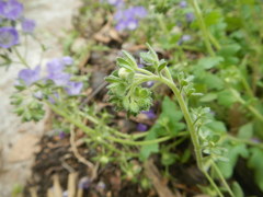 Phacelia patuliflora