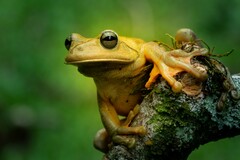 Blacksmith Tree Frog photo 4