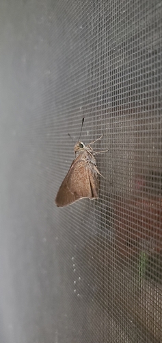 Monk Skipper