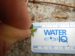 Phacelia patuliflora