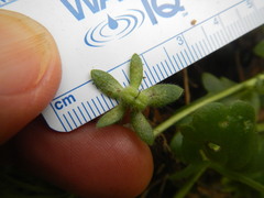 Phacelia patuliflora