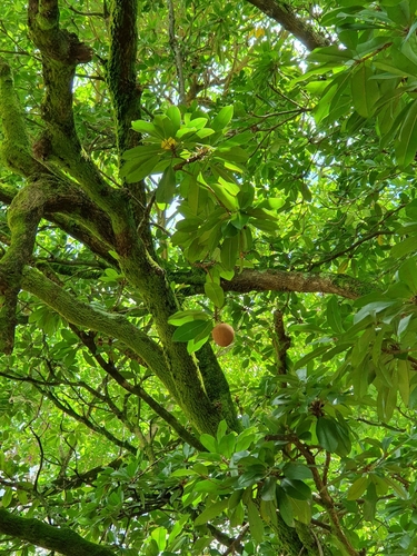 Manilkara zapota