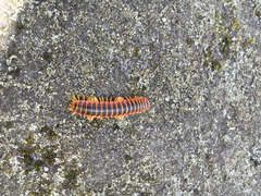 Apheloriini