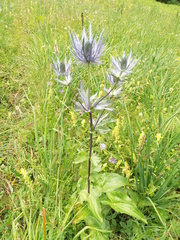 Eryngium alpinum