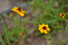 Coreopsis tinctoria tinctoria