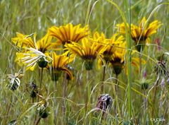 Gazania linearis