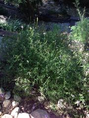 Glandularia lilacina