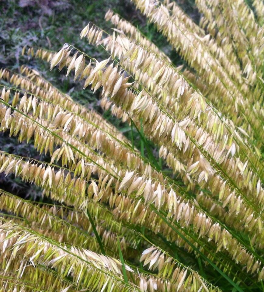 Melica macra