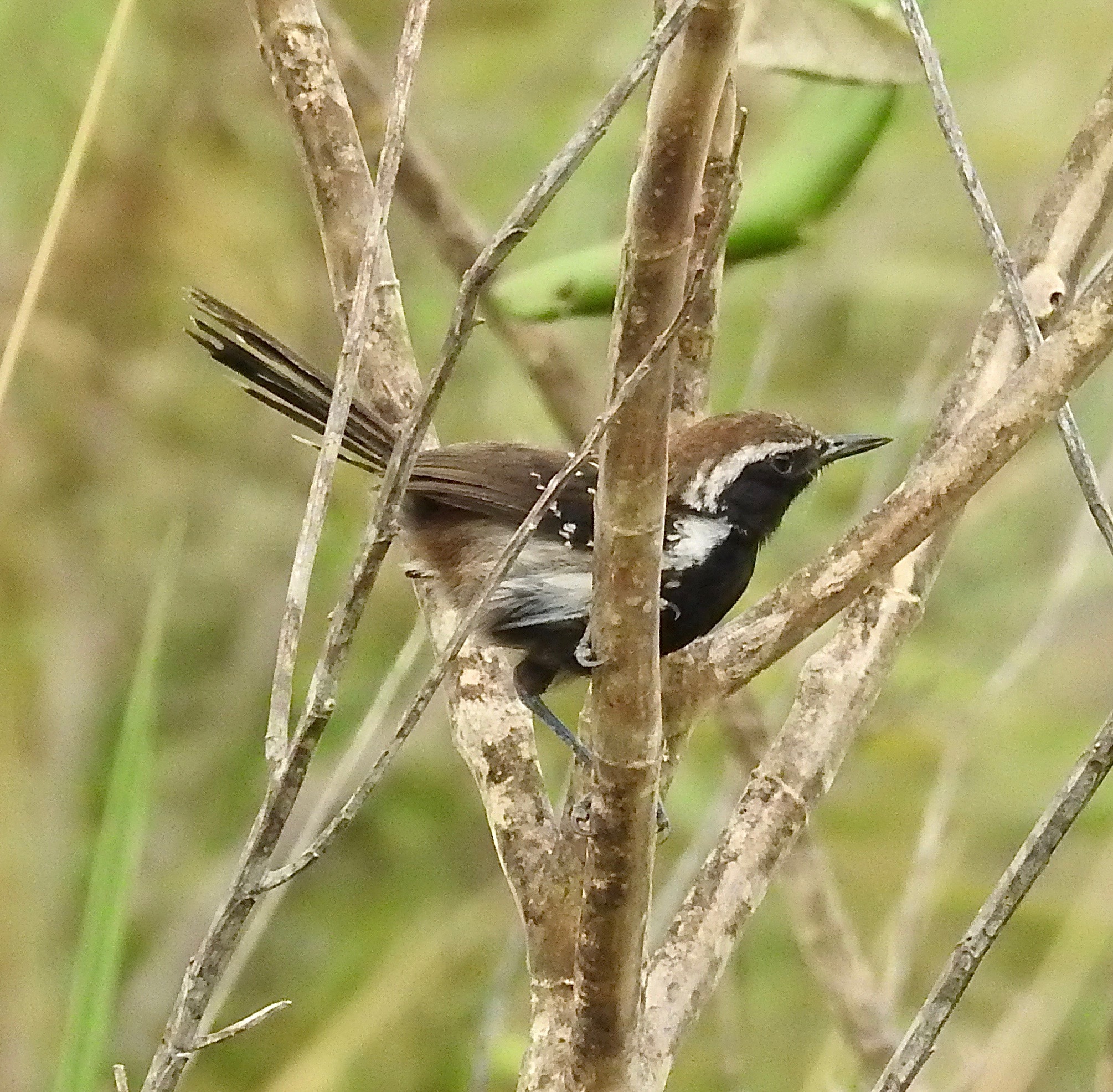 Sincora Antwren (Formicivora grantsaui), photo 9