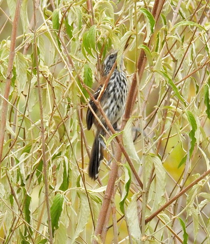 Sincora Antwren (Formicivora grantsaui), photo 4