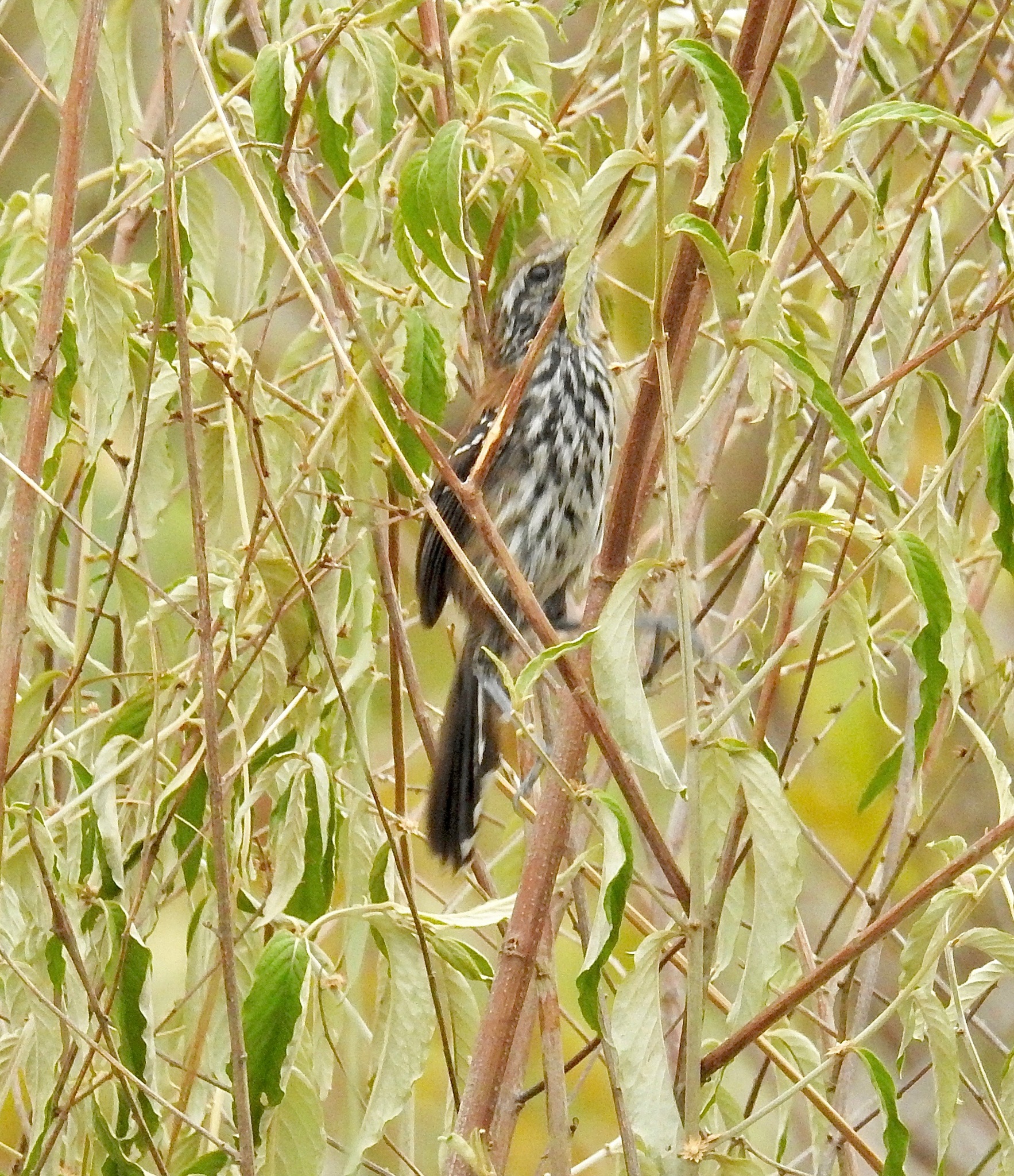 Sincora Antwren (Formicivora grantsaui), photo 8