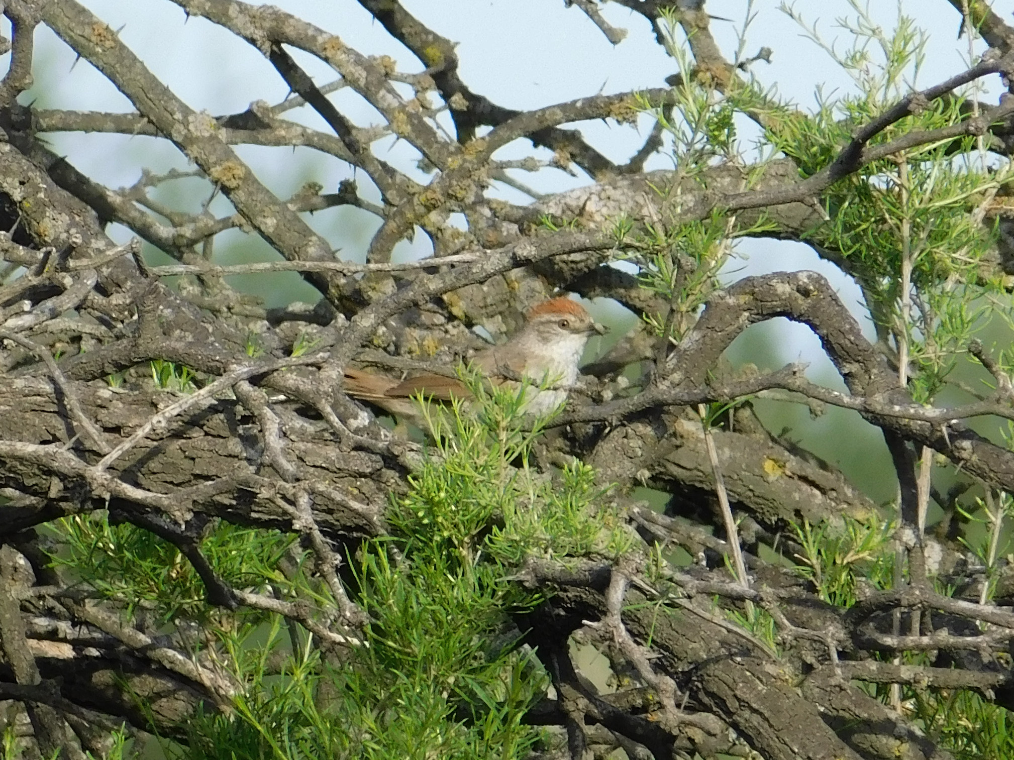 Pale-breasted Spinetail (Synallaxis albescens)