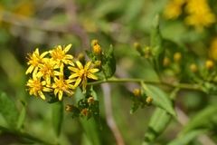 Trixis inula