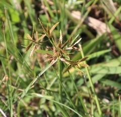 Cyperus intactus