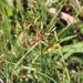 Cyperus intactus - Photo (c) Tony Rebelo, some rights reserved (CC BY-SA), uploaded by Tony Rebelo