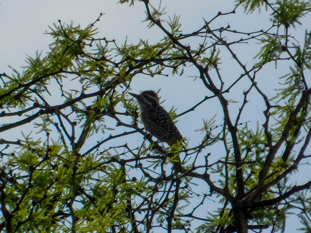 Checkered Woodpecker
