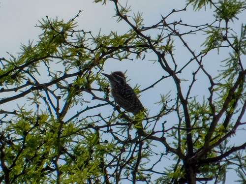 Checkered Woodpecker