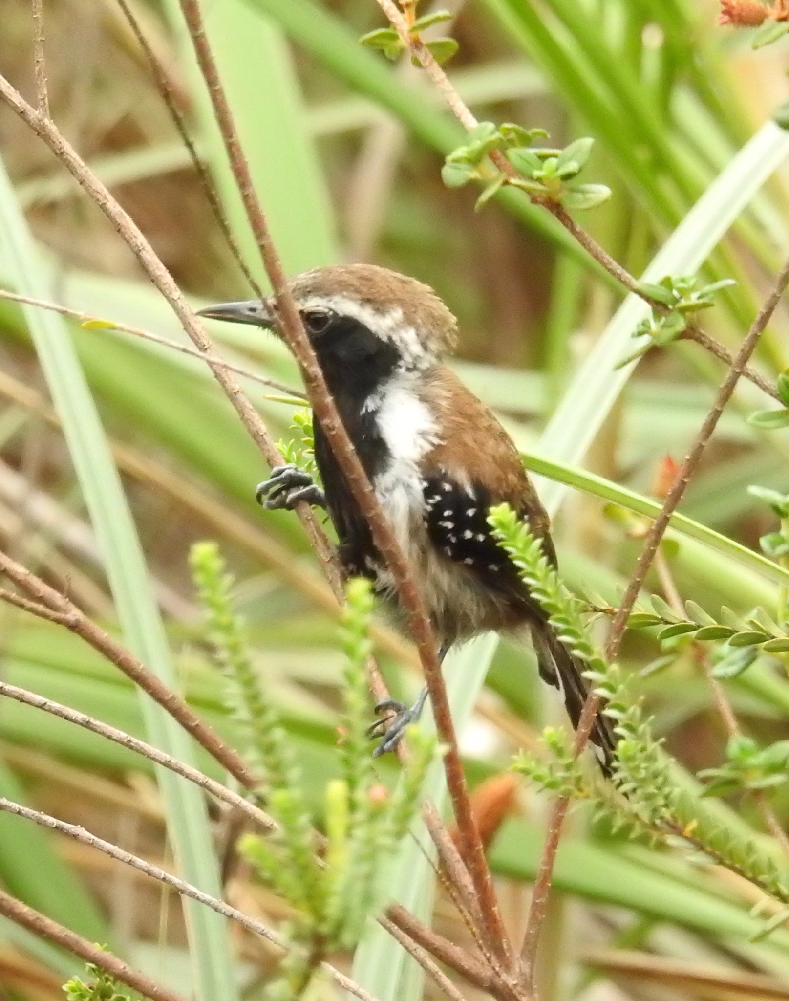 Sincora Antwren (Formicivora grantsaui), photo 10