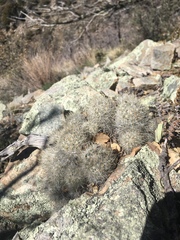 Escobaria organensis