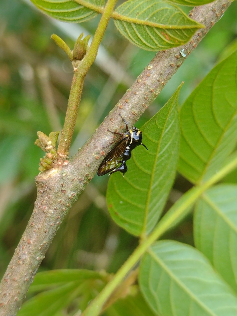 Heteronotus mourei