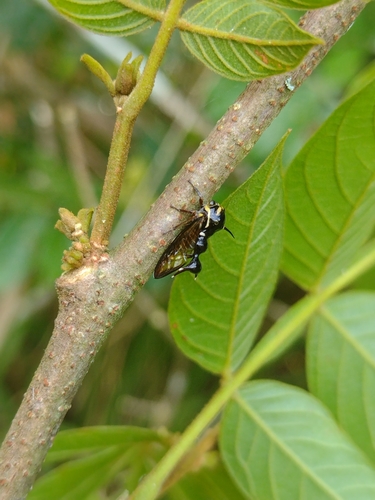 Heteronotus mourei