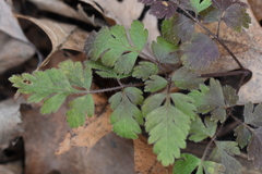 Osmorhiza longistylis