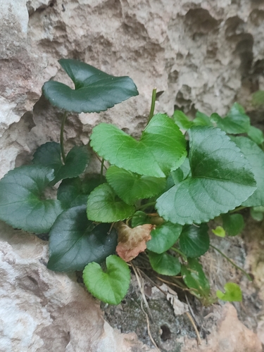 Mallorcan Violet (Viola jaubertiana)