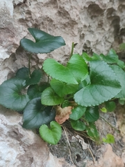 Viola jaubertiana