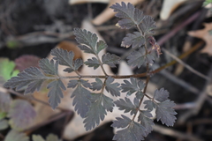 Osmorhiza longistylis